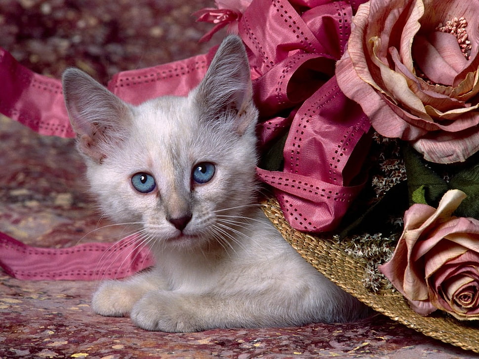 white kitten HD wallpaper