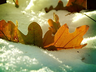brown leaf on snow HD wallpaper