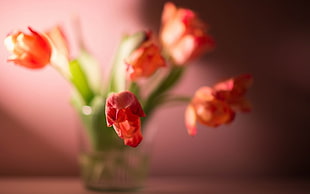 red tulips in clear glass vase selective-focus photography
