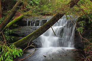 waterfalls with moss covered trees during daytime
