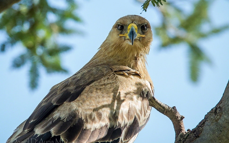 selective focus photo of Eagle HD wallpaper