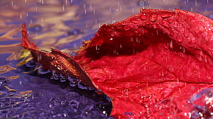 closeup photo of red leaf with water