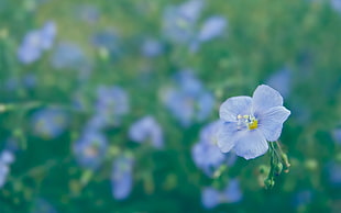blue petaled flower in closeup photography