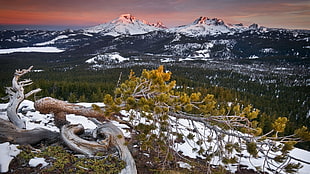 photo of green tree near pine trees and snow covered mountains