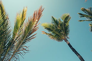 green leafed coconut tree, palm trees, summer, clear sky