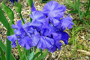 bloomed blue petaled flower