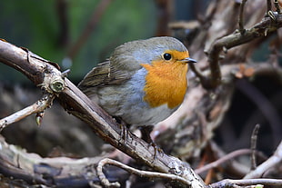 brown, white, and blue bird on brown wooden branch, robin