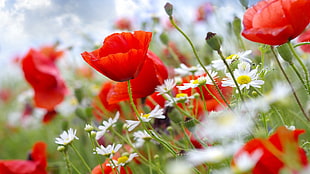 red and yellow petaled flower, flowers, poppies, red flowers