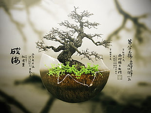 gray bonsai, bonsai, plants, typography, digital art