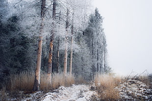 pine trees, winter, snow, landscape, trees