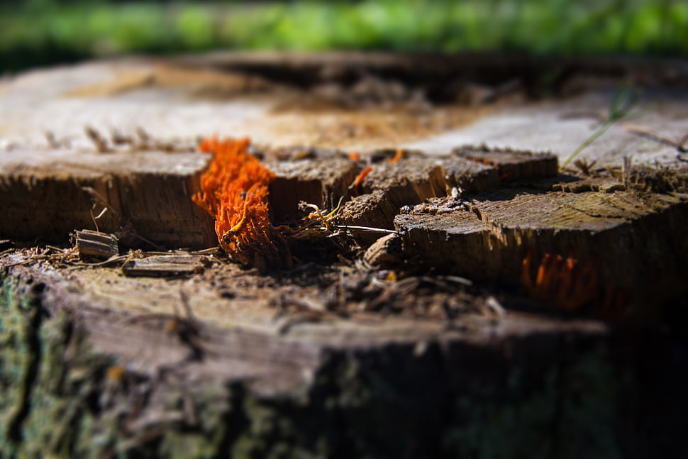 brown wood stump, landscape, tree stump, fall HD wallpaper