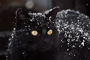 black short coated cat with snow flakes