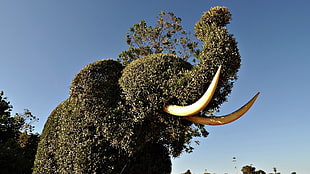green elephant figure plant HD wallpaper