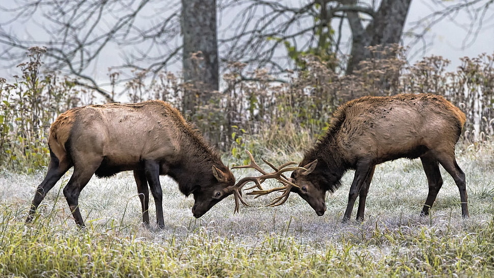 two black and brown horses, deer HD wallpaper