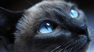 closeup photo of gray cat HD wallpaper