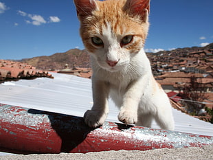 white cat