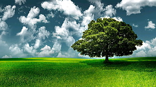 green leafed tree, nature, landscape