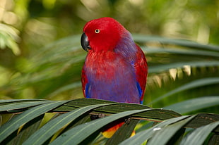 red and blue parrot on green leaves