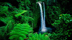 waterfalls surrounded by fern plants