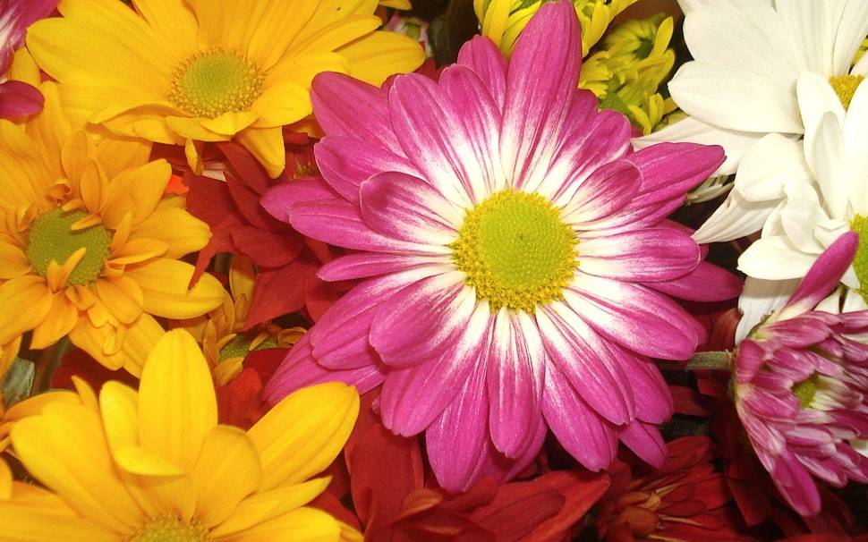 pink, yellow, and red flowers HD wallpaper