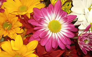 pink, yellow, and red flowers