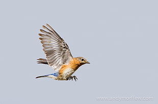 photo of bird flying, eastern bluebird