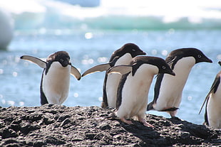 group of penguins walking on rocky surface HD wallpaper