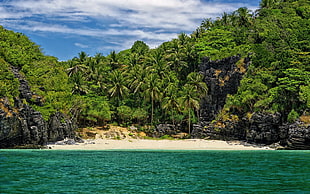 coconut tree near ocean during daytime