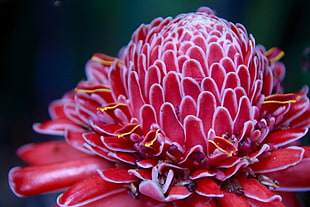 red and white clustered flower in bloom, french polynesia