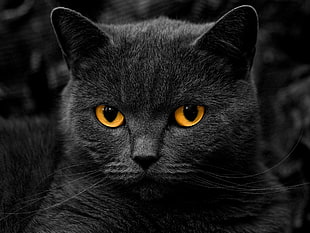 close-up photo of yellow-eyed black catg