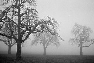 grayscale photo of trees, ilford