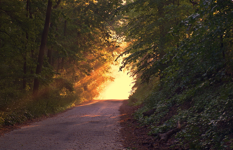road between forest during dunset HD wallpaper