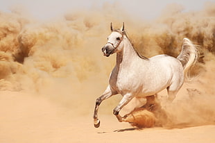 white horse run on brown sand