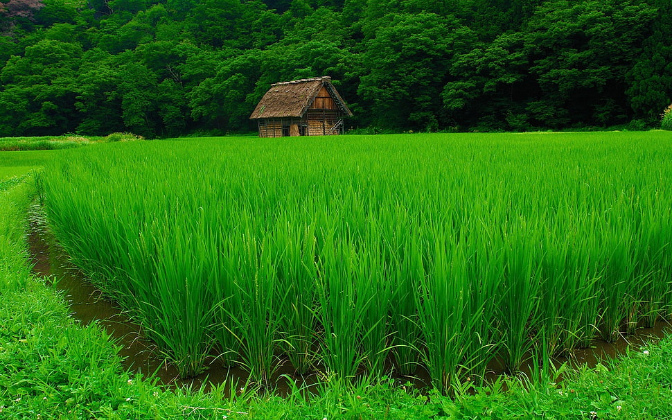 green rice field HD wallpaper