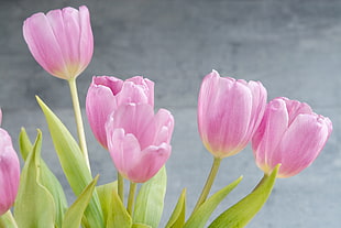 shallow focus photo of pink Tulips HD wallpaper