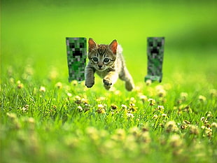 brown tabby kitten chased by two Minecraft creepers at flower field HD wallpaper