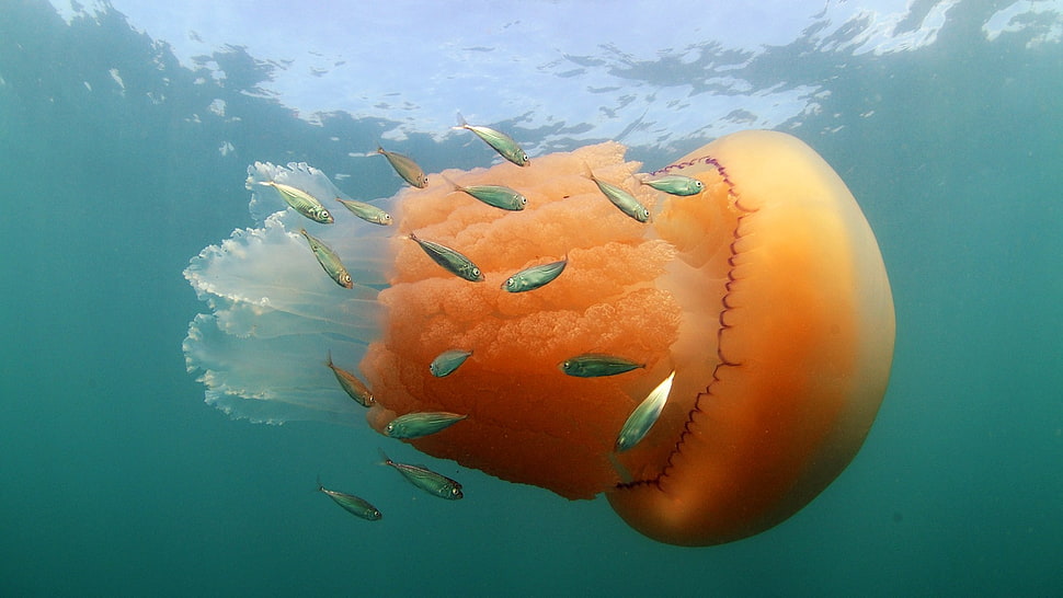 orange jellyfish, Bing, 2017 (Year), animals HD wallpaper