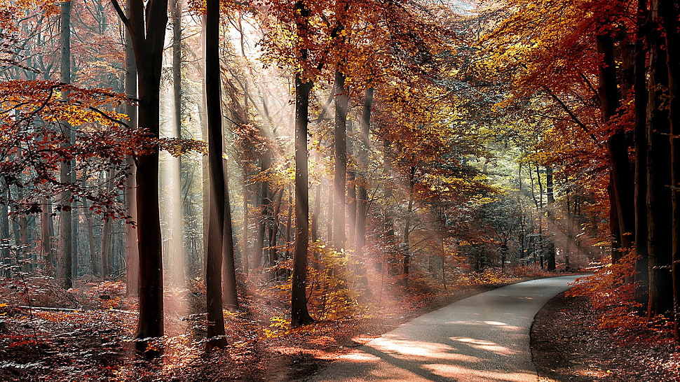 orange leaf trees, nature, landscape, trees, forest HD wallpaper