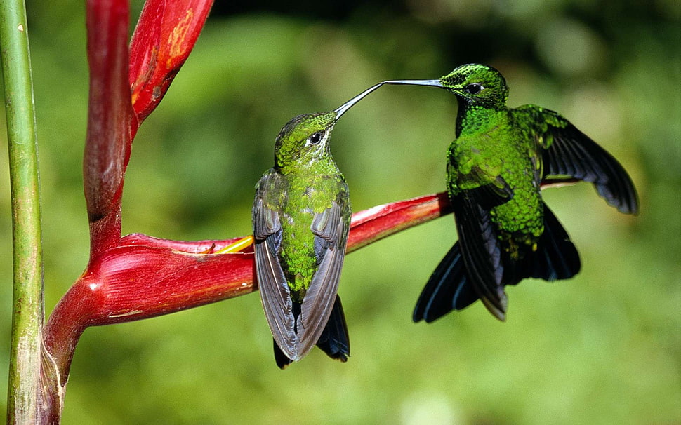green and red bird figurine, hummingbirds, birds, animals HD wallpaper