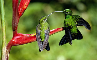 green and red bird figurine, hummingbirds, birds, animals