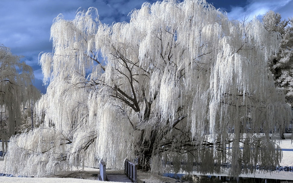 white tree, snow HD wallpaper