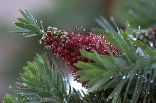 red Bottlebrush flowers in bloom with water droplets close-up photo