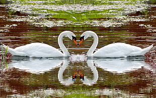 two swans on body of water during day time