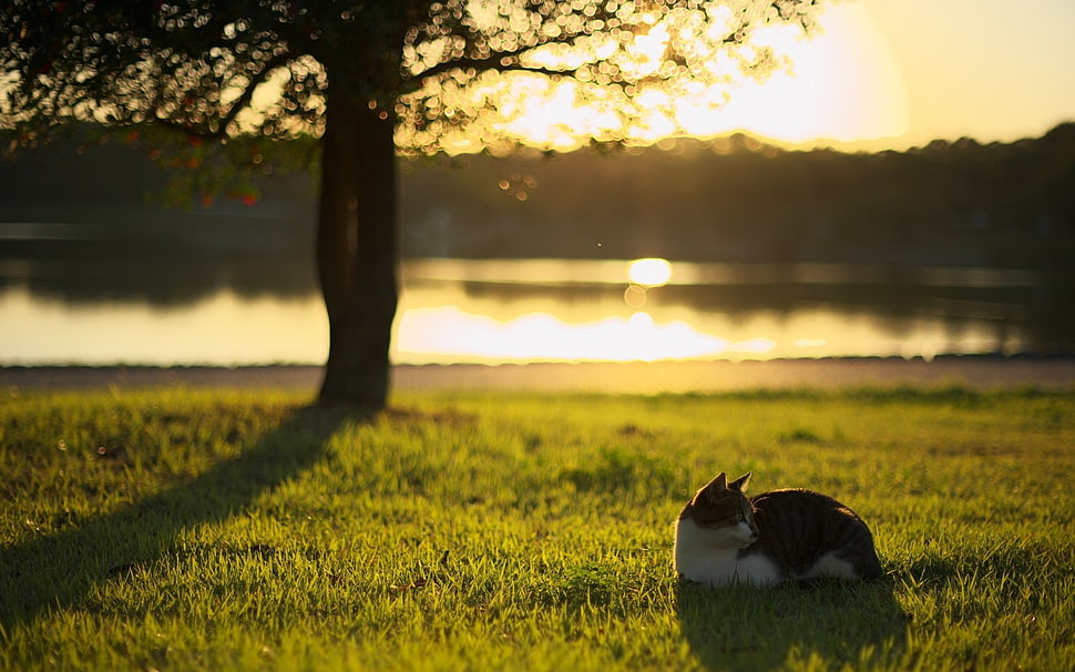 white and black cat on green grass HD wallpaper