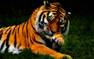 Bengal Tiger HD wallpaper