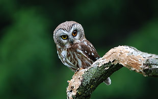 white and brown Owl on top brown wood branch