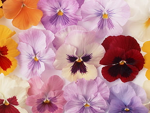 multi-color Floral Wallpaper HD wallpaper