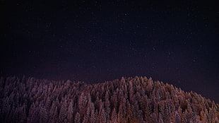 brown trees, galaxy, forest, night, landscape HD wallpaper