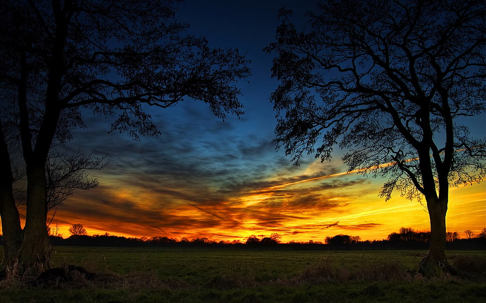 tall trees, trees, sky, sunset, HDR HD wallpaper