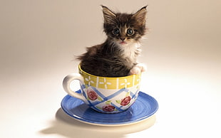 kitten inside teacup HD wallpaper
